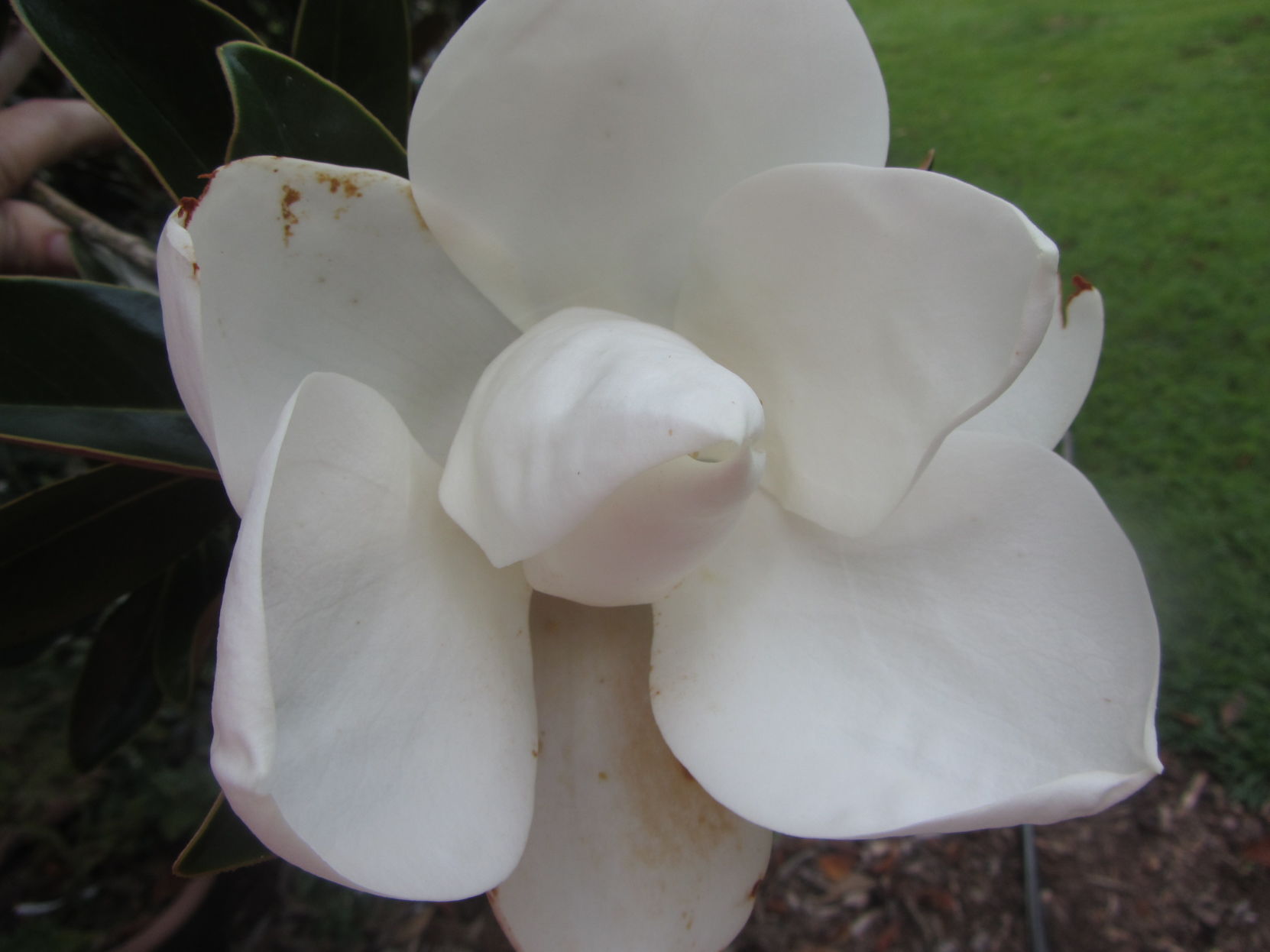 Magnolia